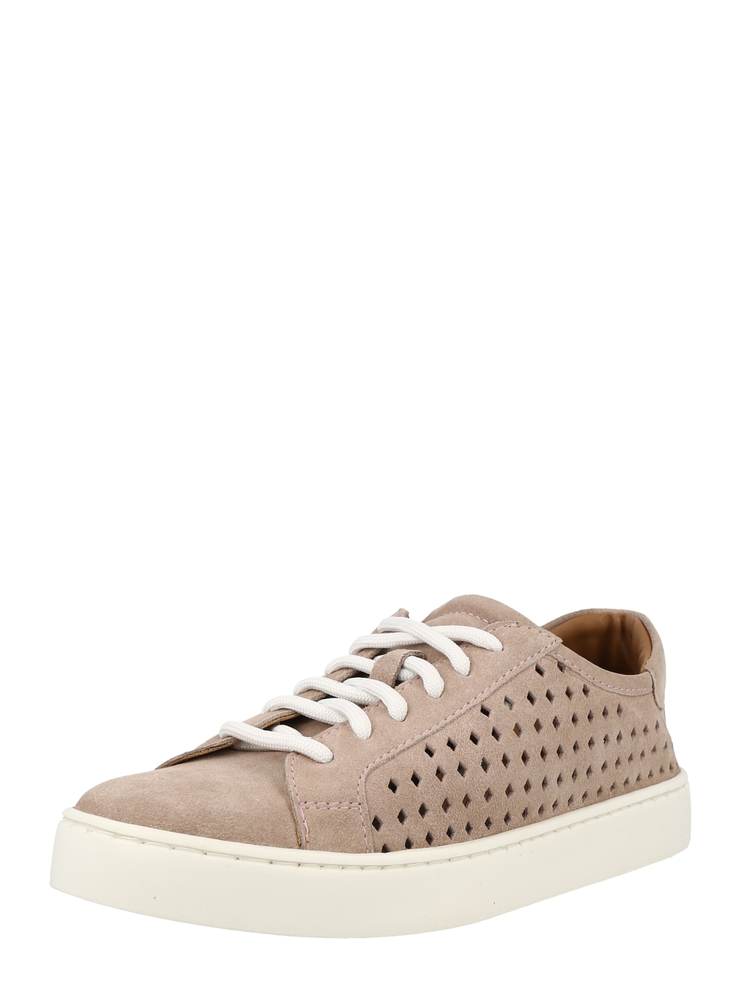 Dorothy Perkins Nizke superge 'Charlotte'  staro roza